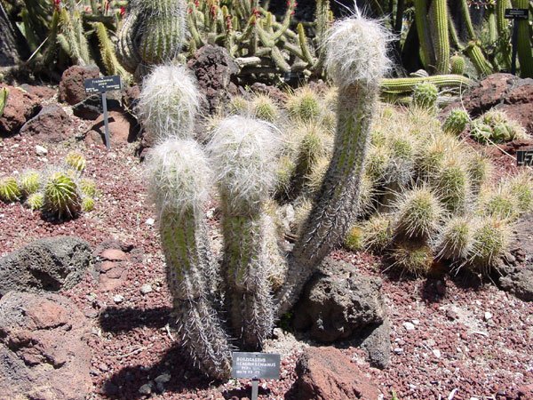 Oreocereus_leucotrichus